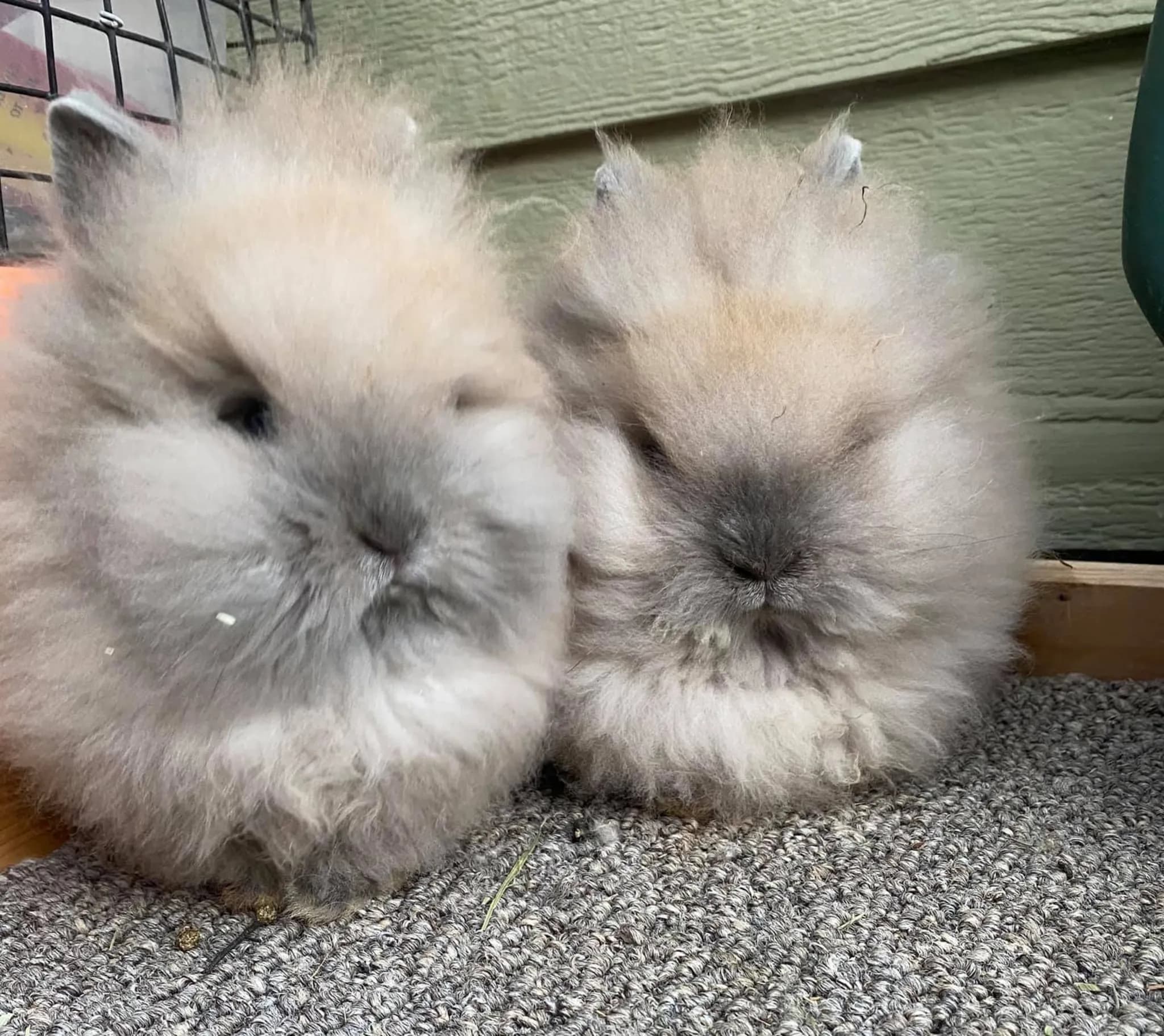 Aurora Dream Rabbitry